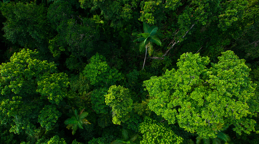 Green canopy of trees from above